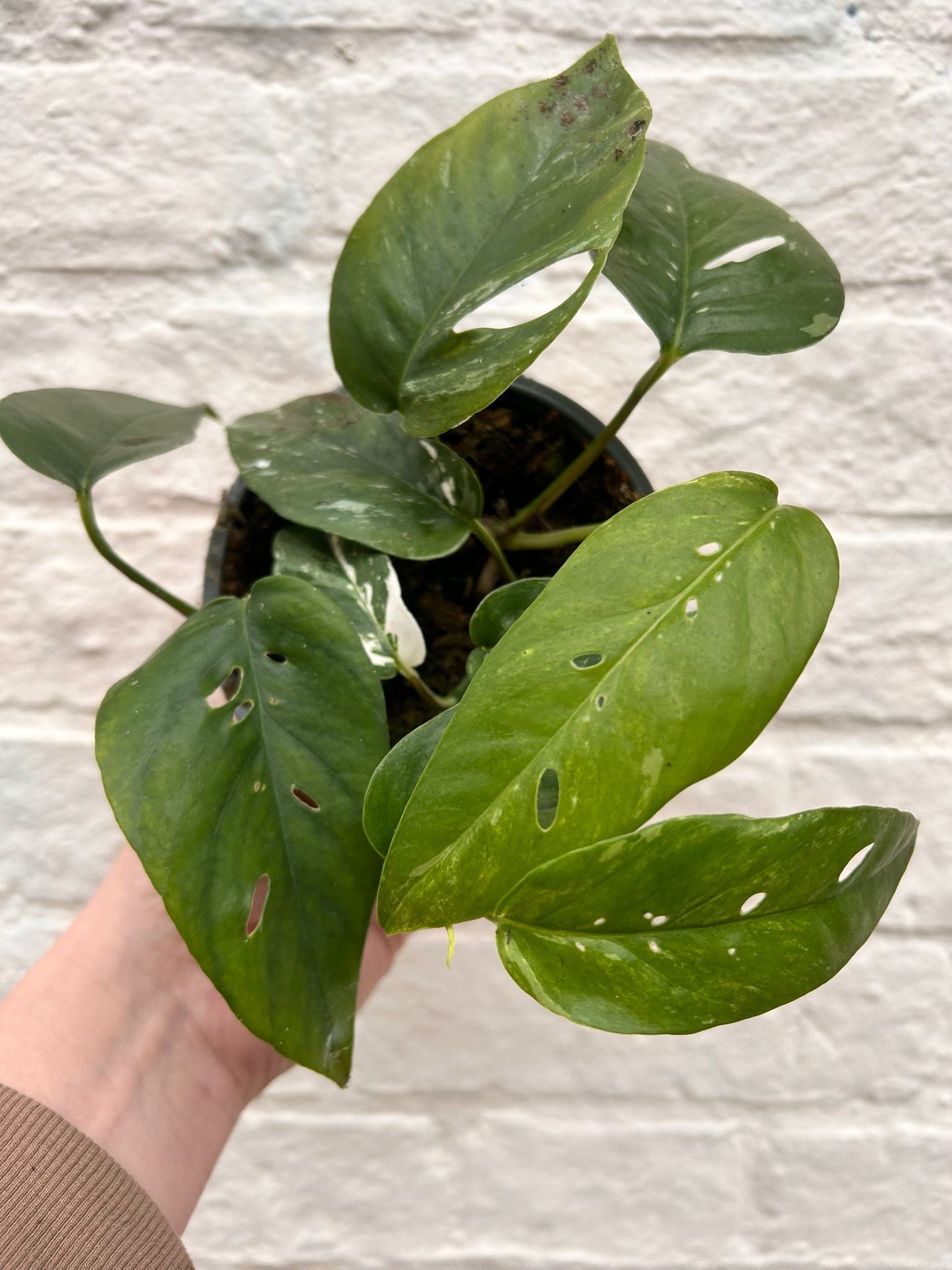 Epipremnum pinnatum 'Albo variegata' (Pothos)