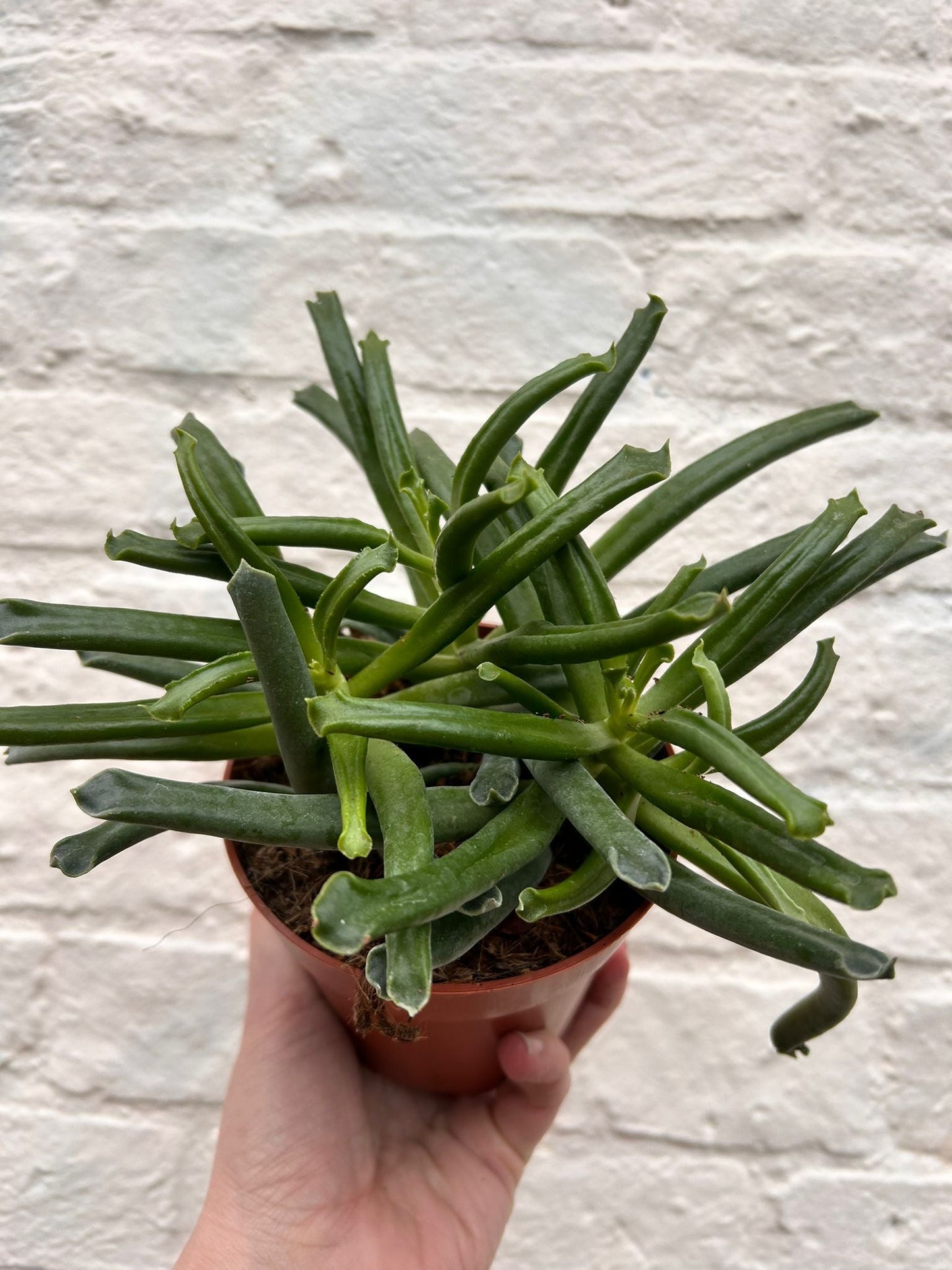 Cotyledon 'Elephants trunk'