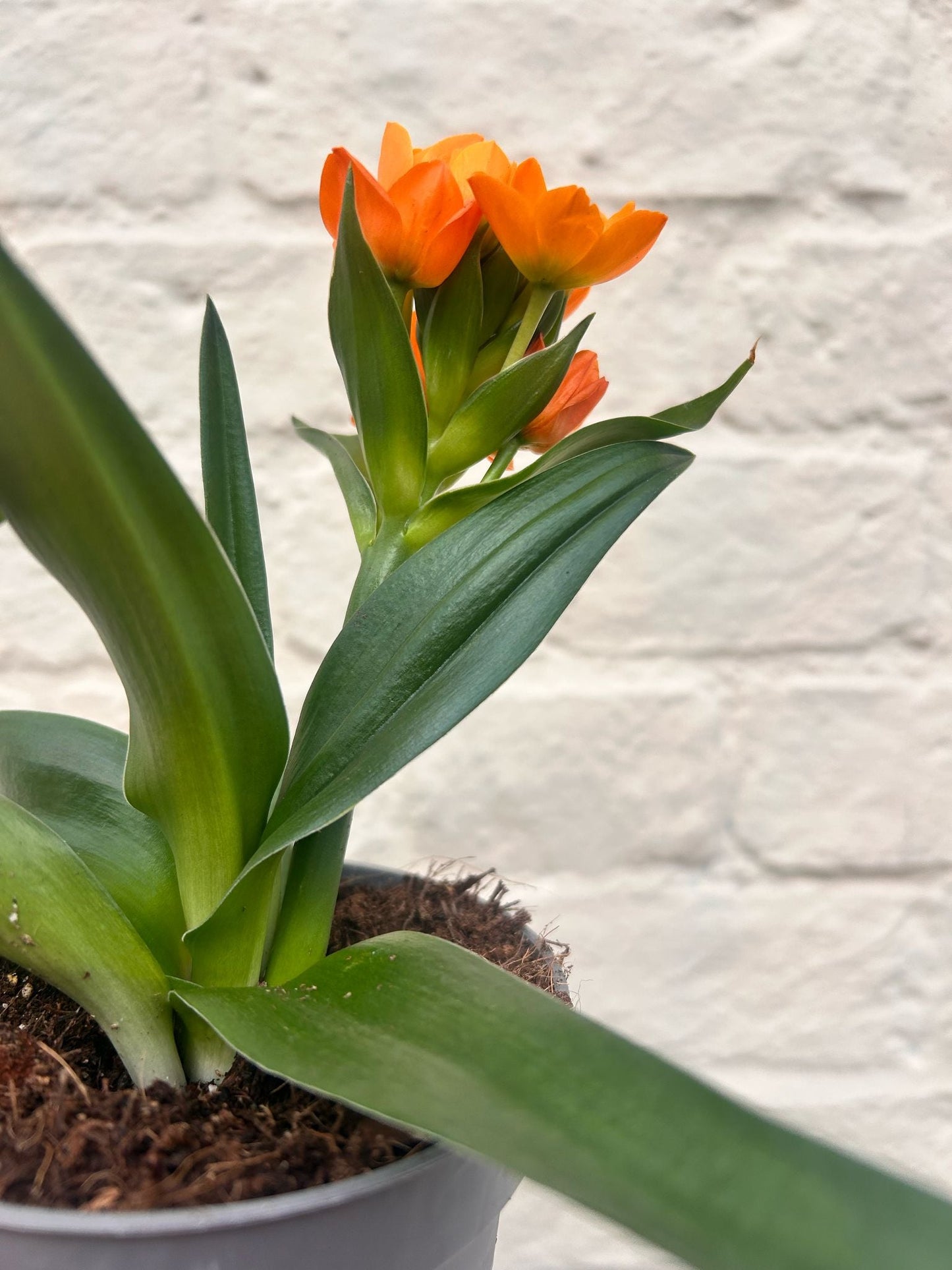 Ornithogalum dubium (Orange Star of Bethlehem)