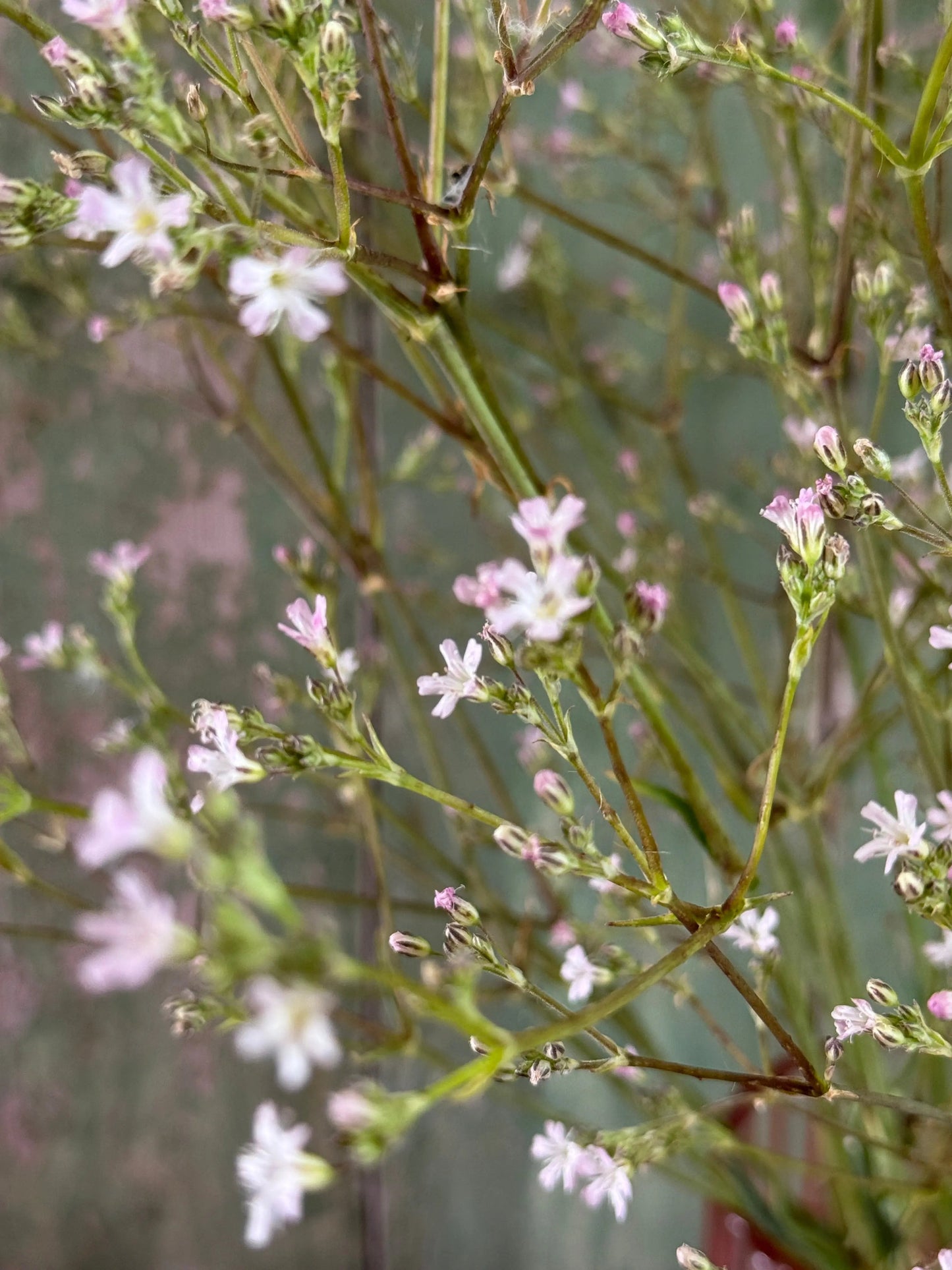 Gypsophila Pink