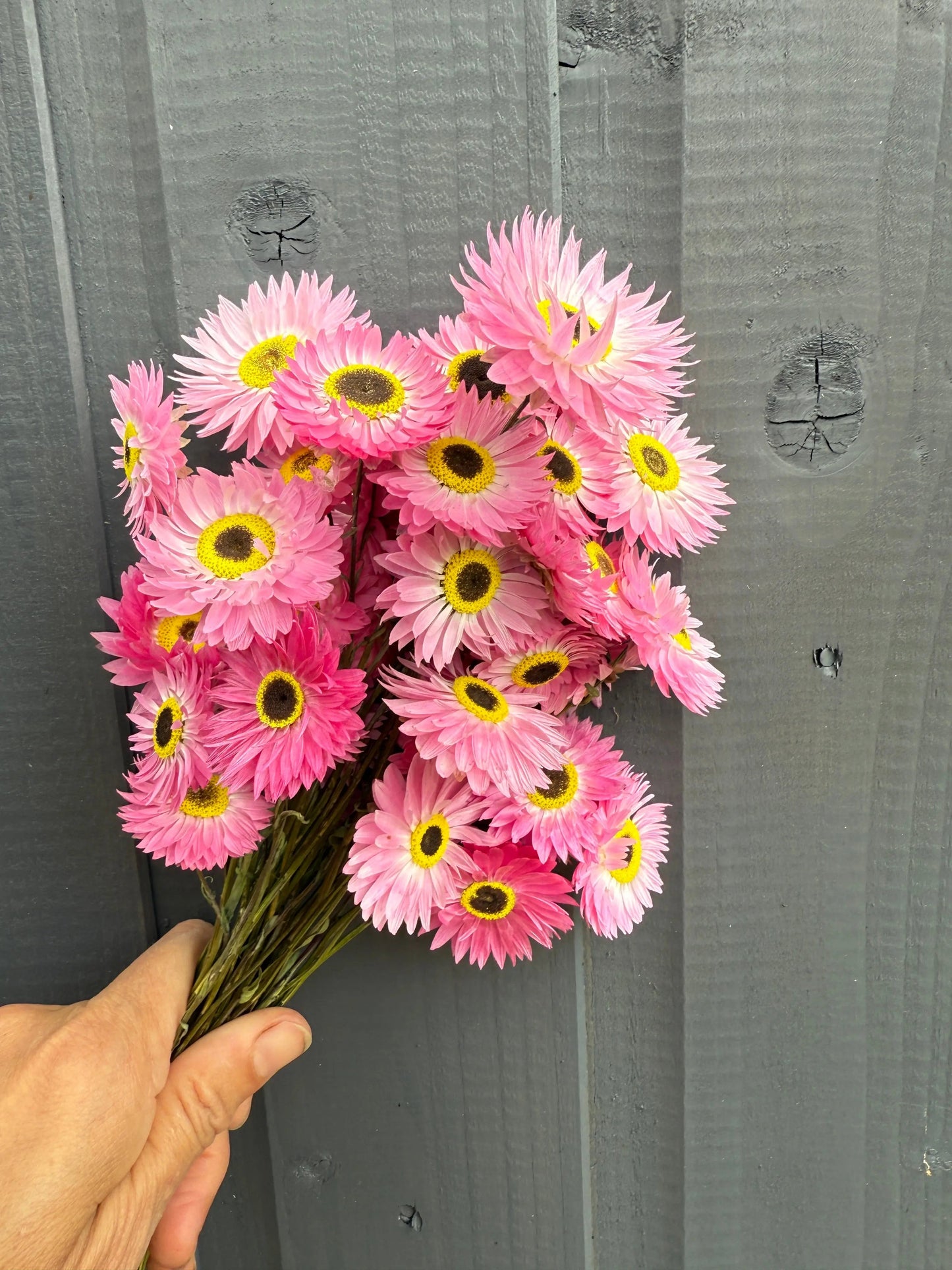 Acroclinium Strawflowers Dried