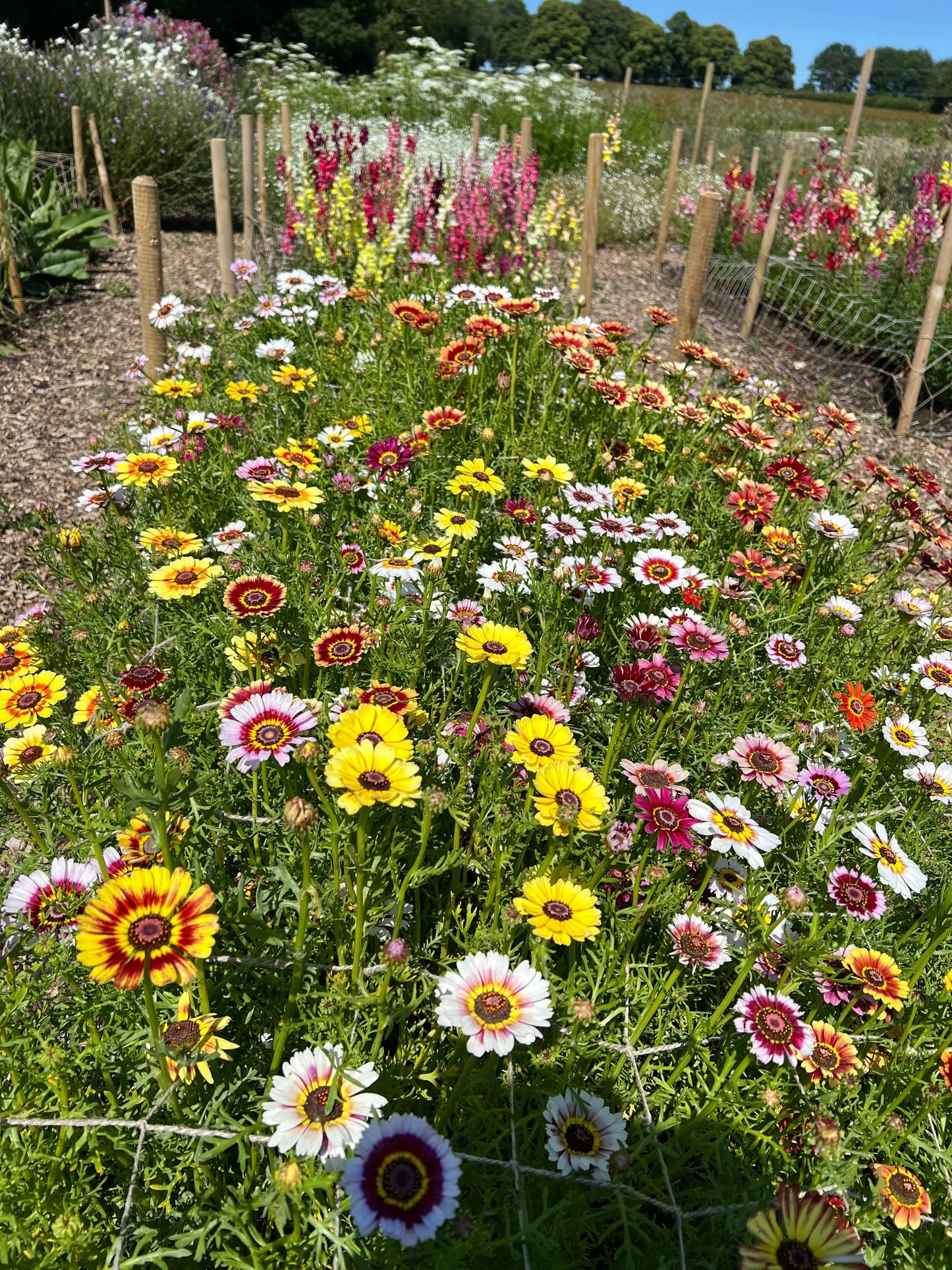 Chrysanthemum Painted Daisies