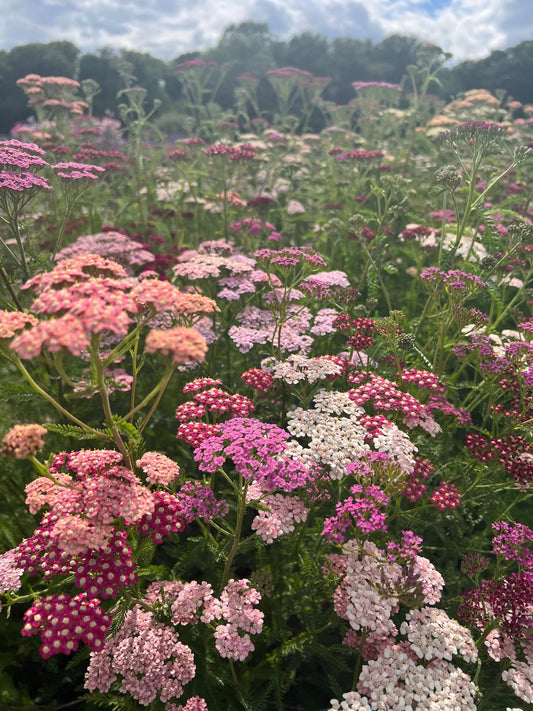 Achillea millefolium Pastel Mixed