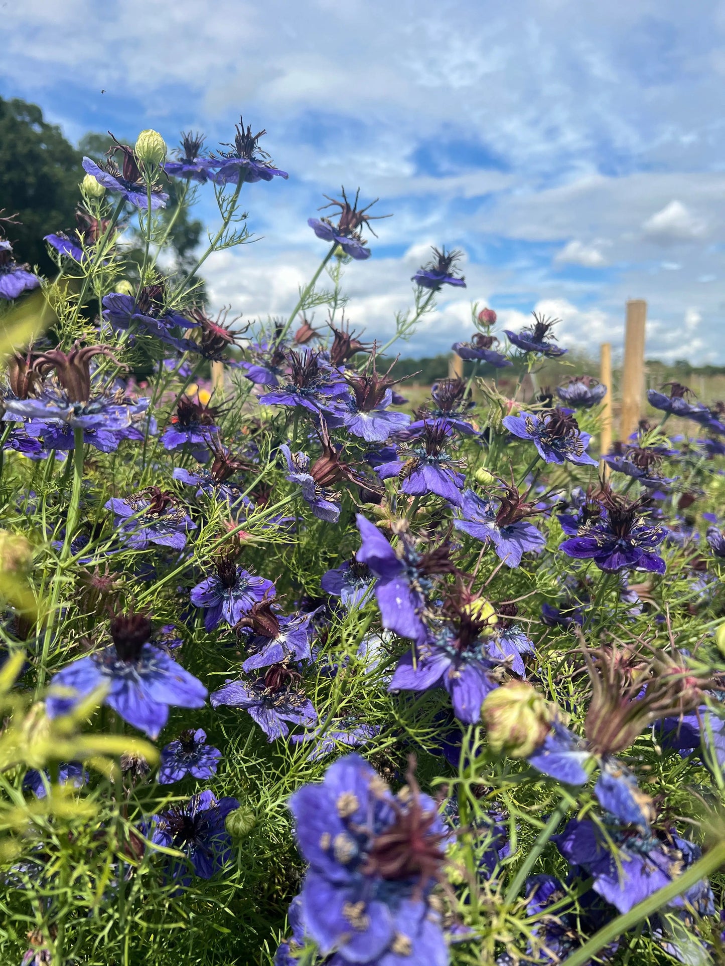 Nigella hispanica