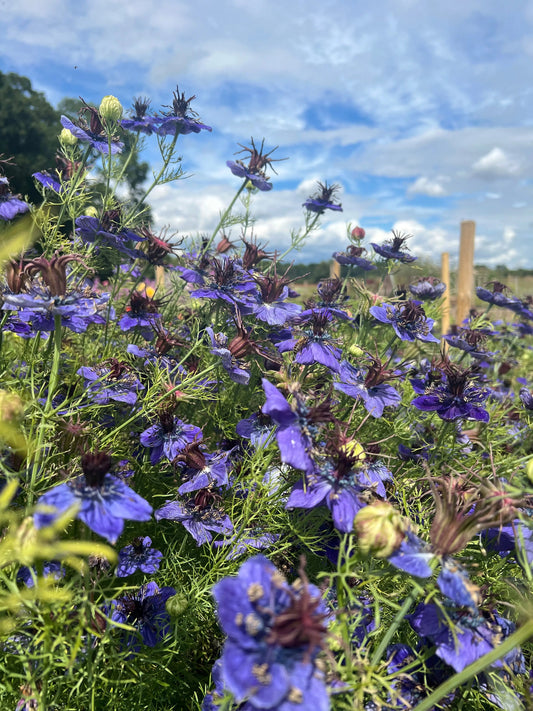Nigella hispanica