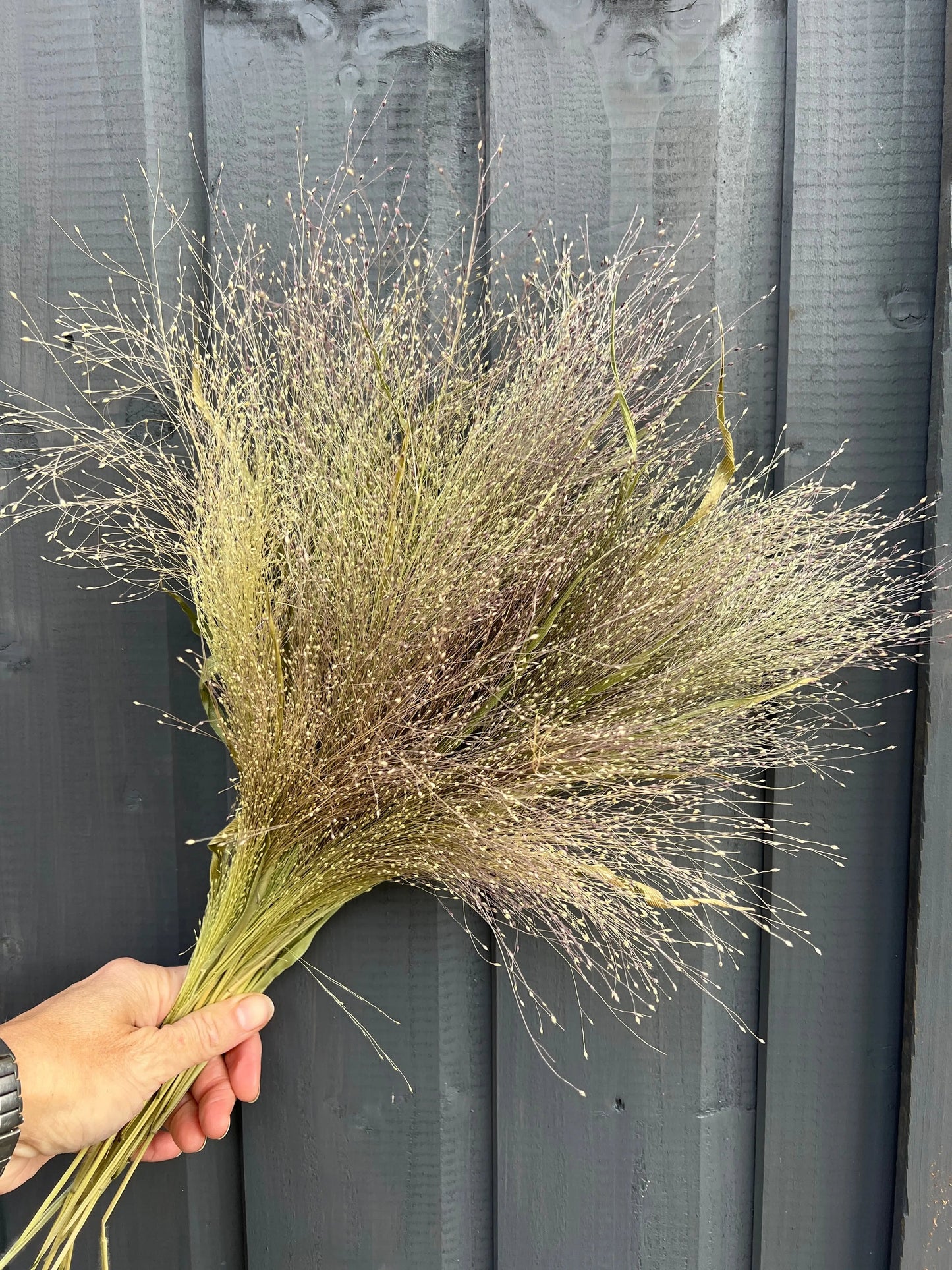 Panicum Dried