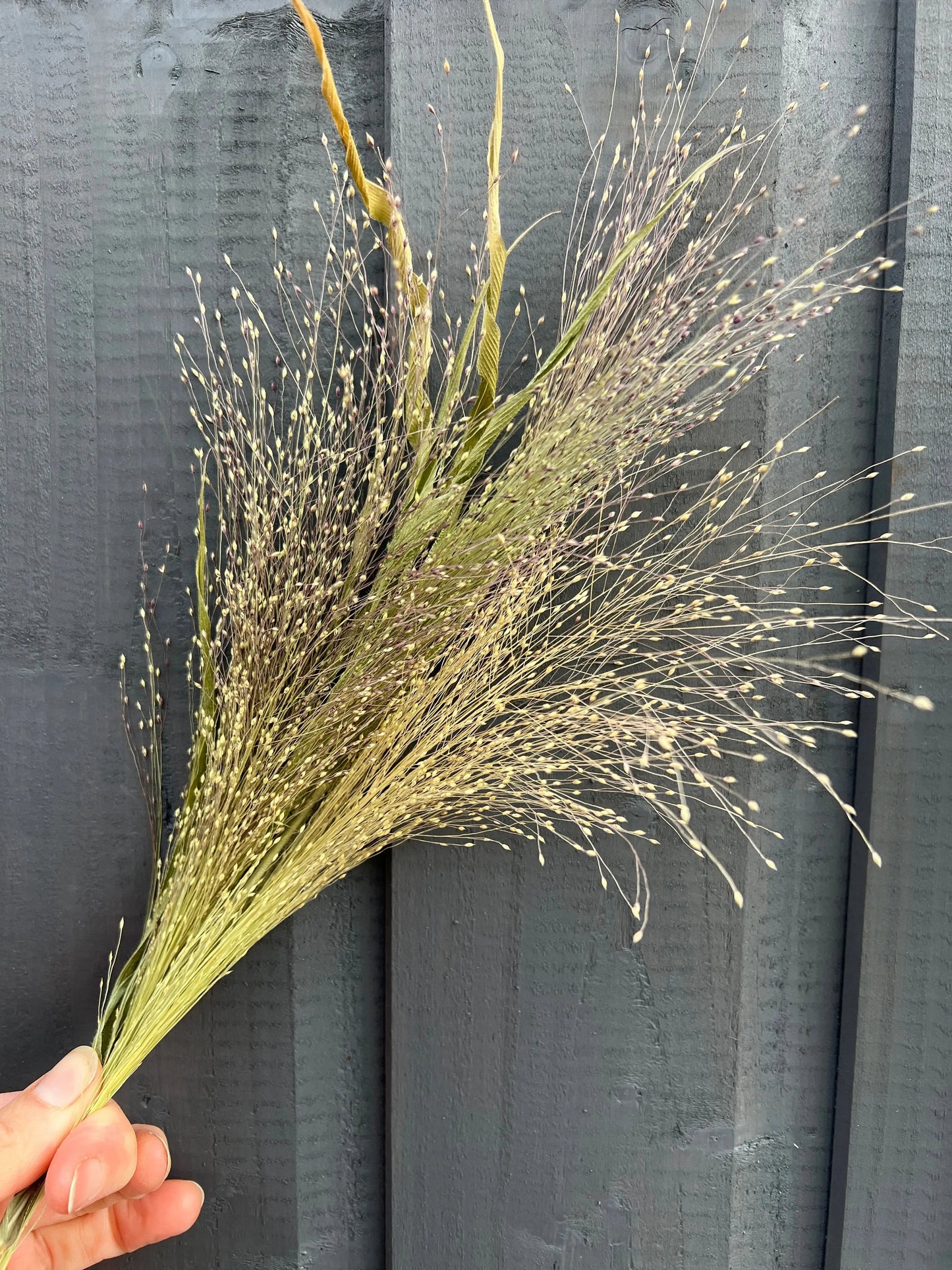 Panicum Dried