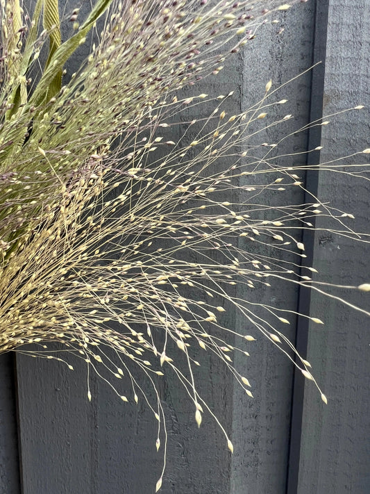 Panicum Dried