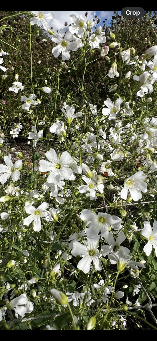 Gypsophila Covent Garden