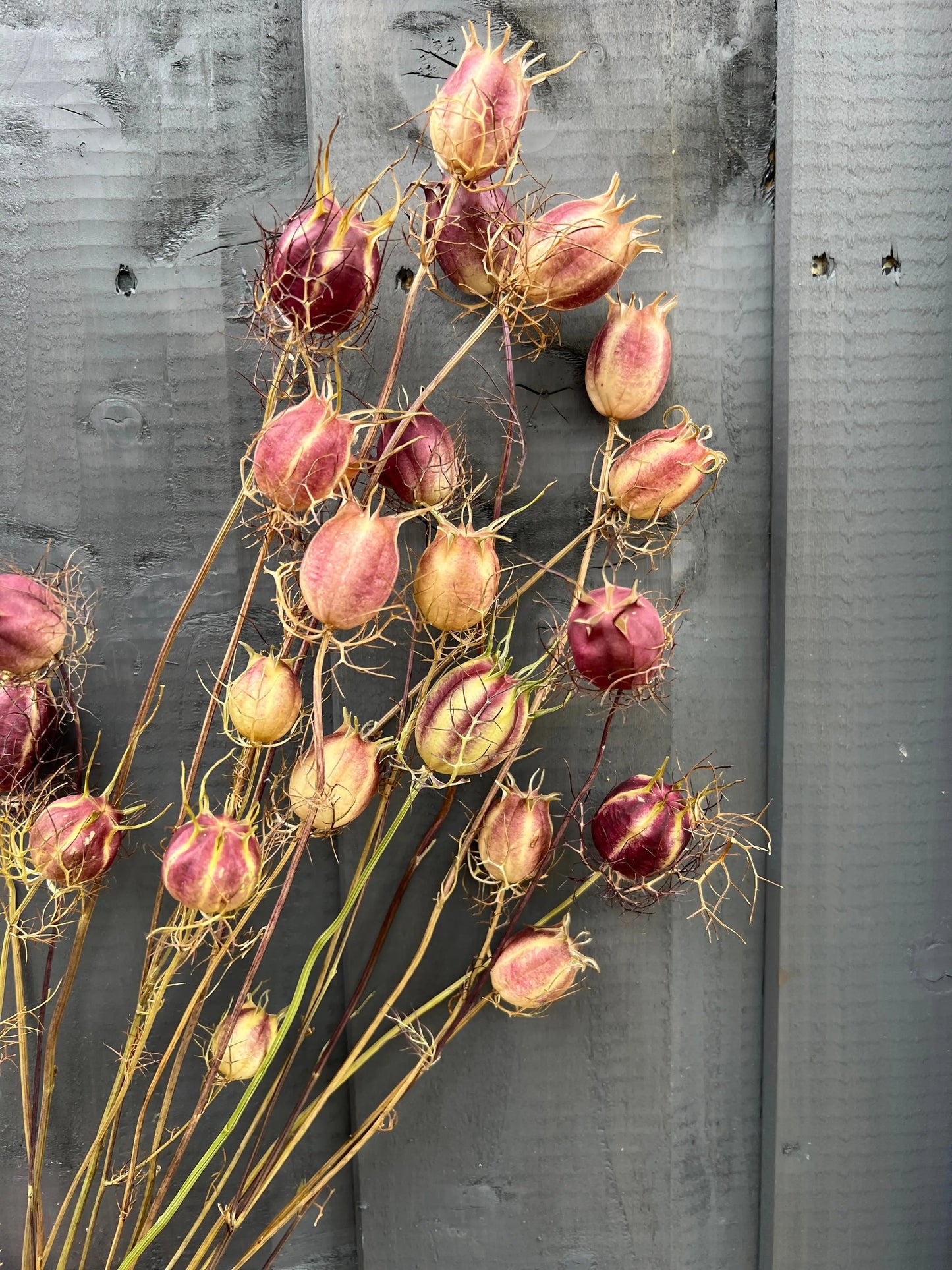 Nigella Seeds Heads Dried