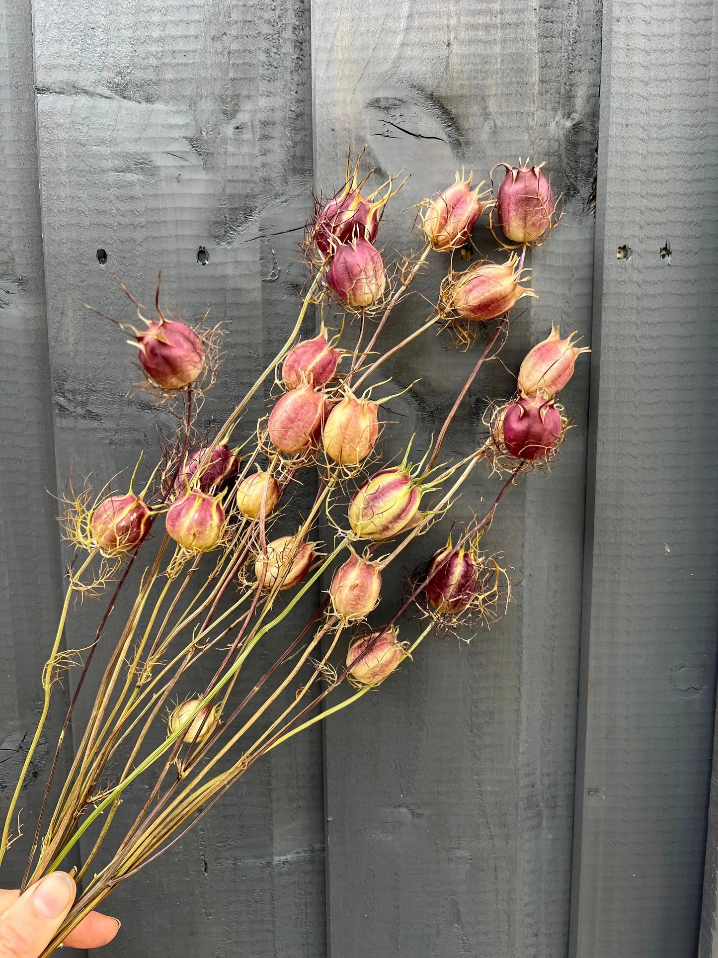 Nigella Seeds Heads Dried