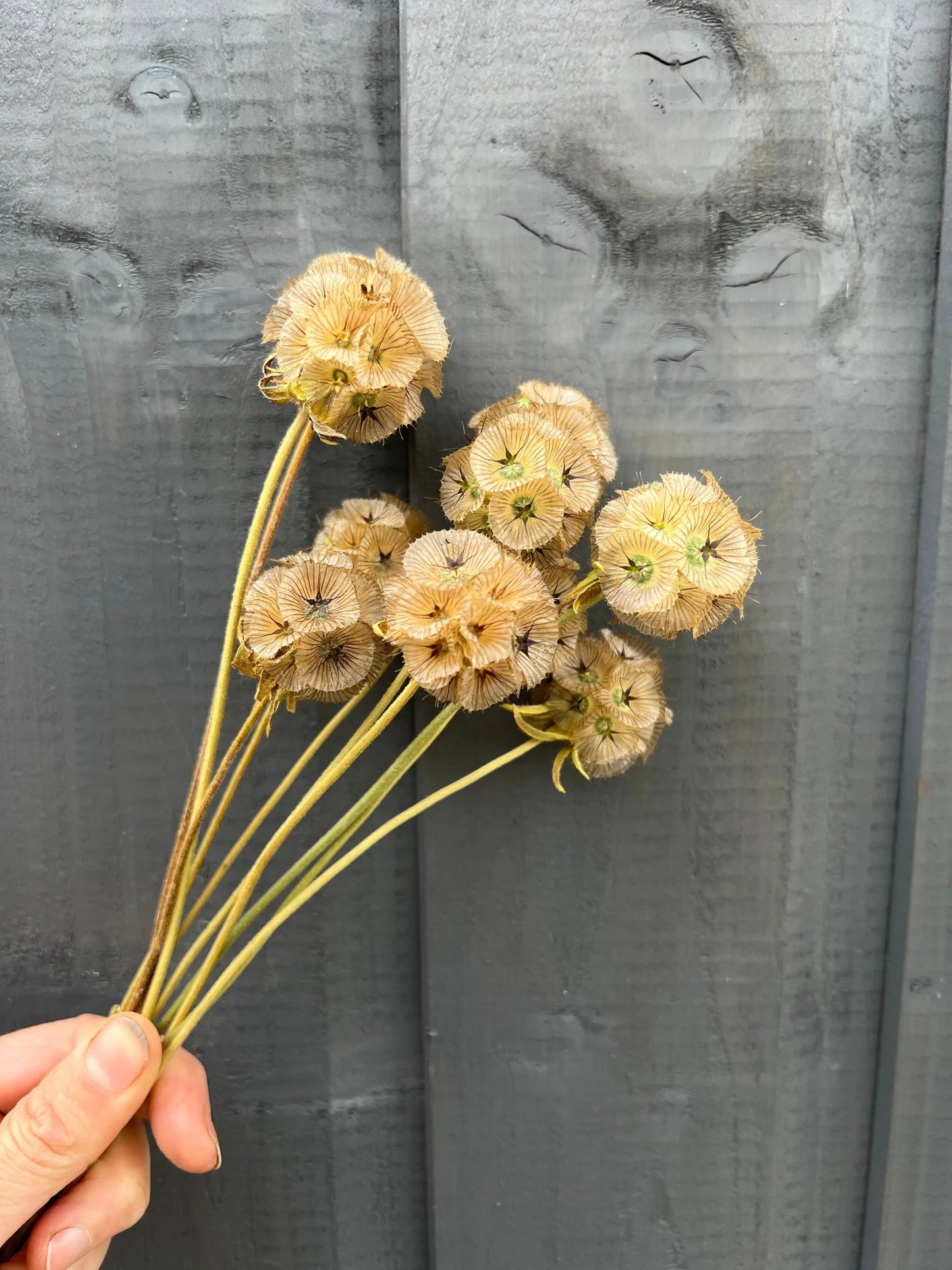 Scabious Stellata Seed Heads Dried