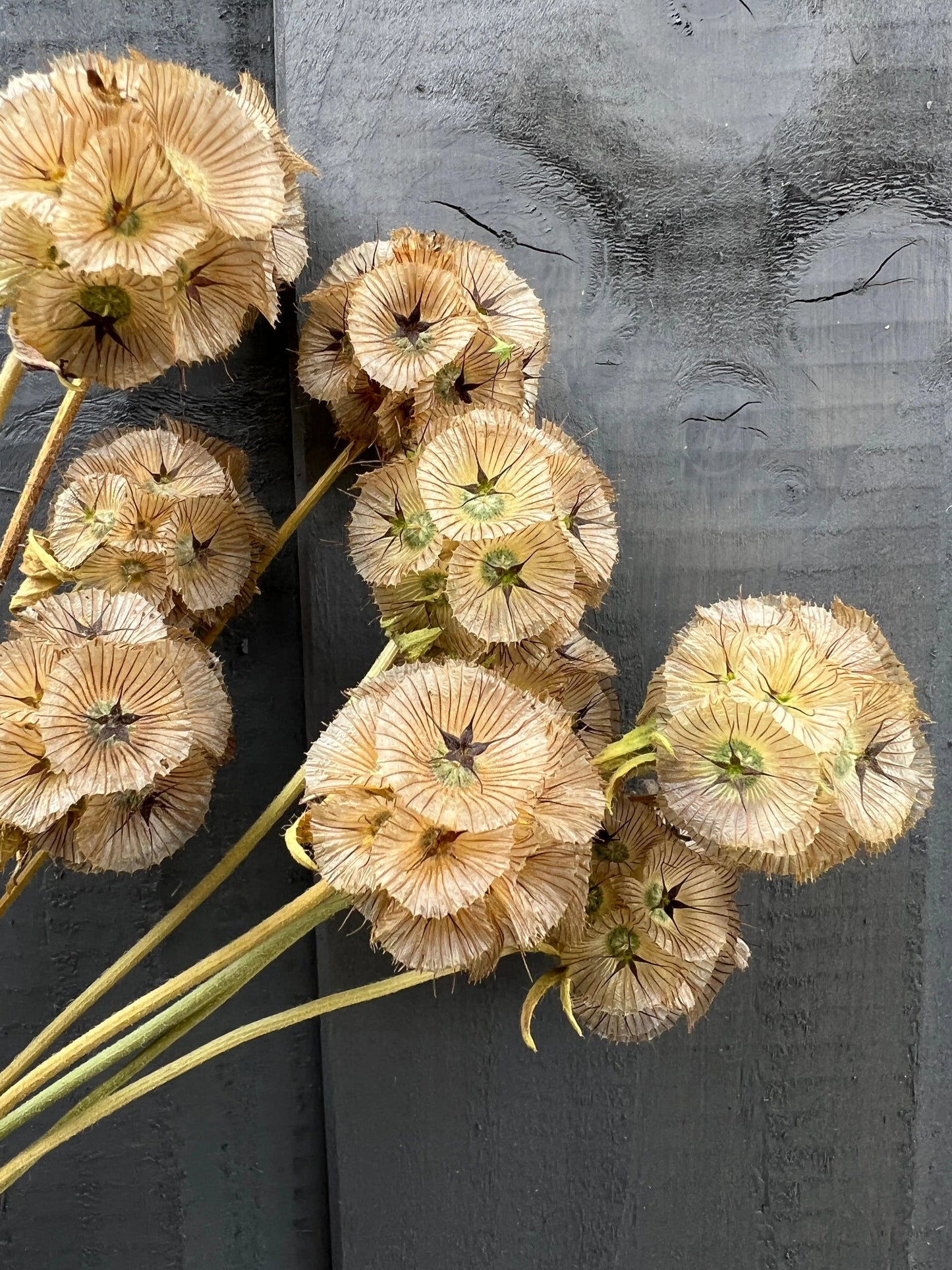 Scabious Stellata Seed Heads Dried