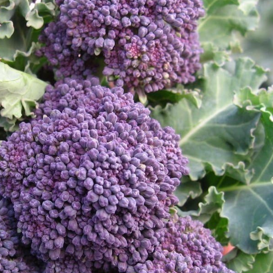 Broccoli Seeds Early Purple Sprouting 300 Fresh Seeds Winter Hardy Vegetable