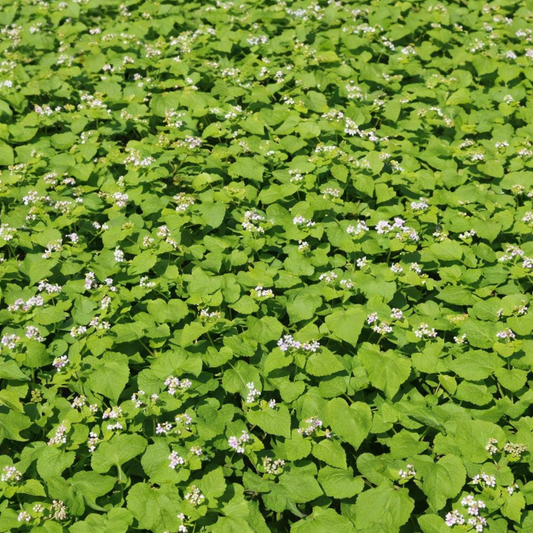 Buckwheat Green Manure Seeds - 1kg
