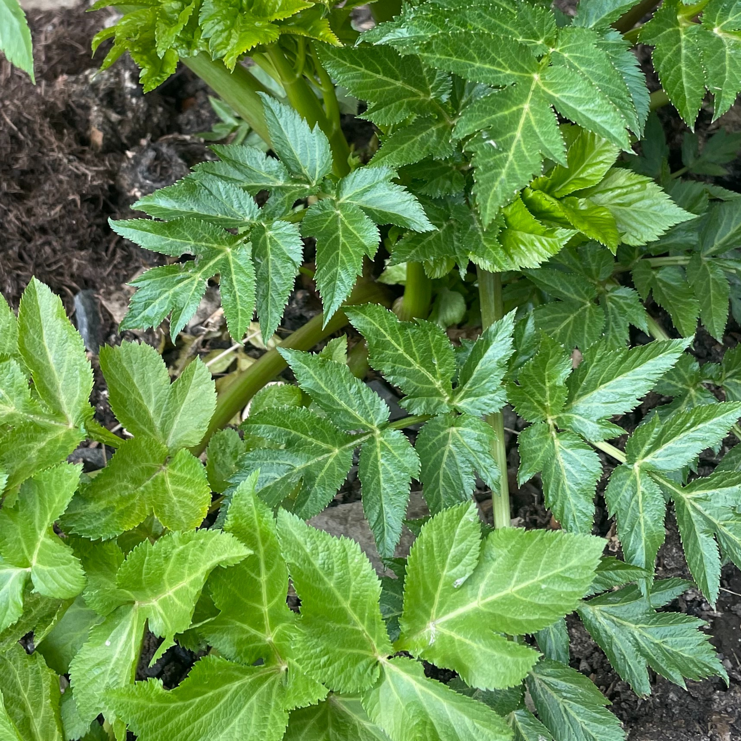Angelica 100 Seeds