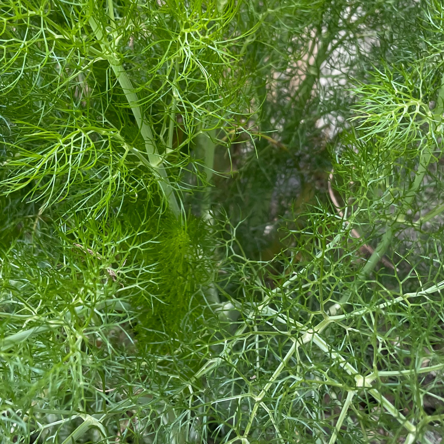 Fennel Herb 300 Seeds