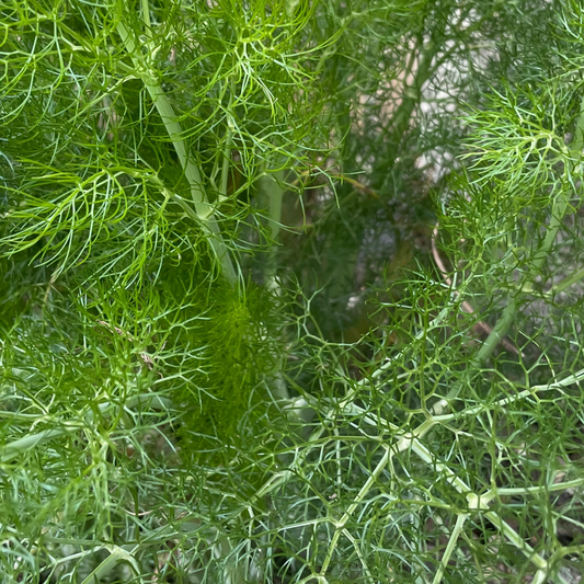 Fennel Herb 300 Seeds