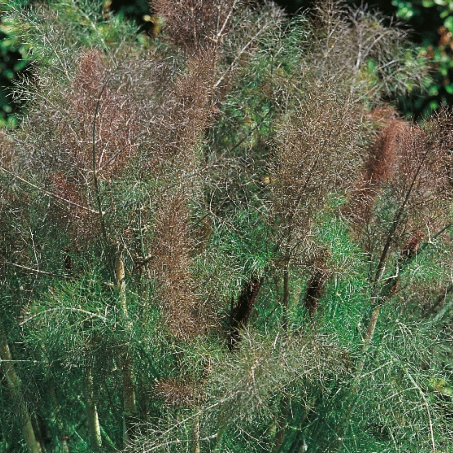 Fennel Bronze 50 Seeds
