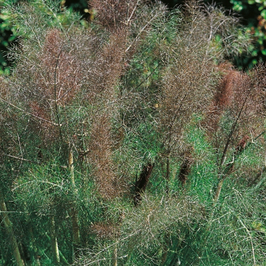 Fennel Bronze 50 Seeds