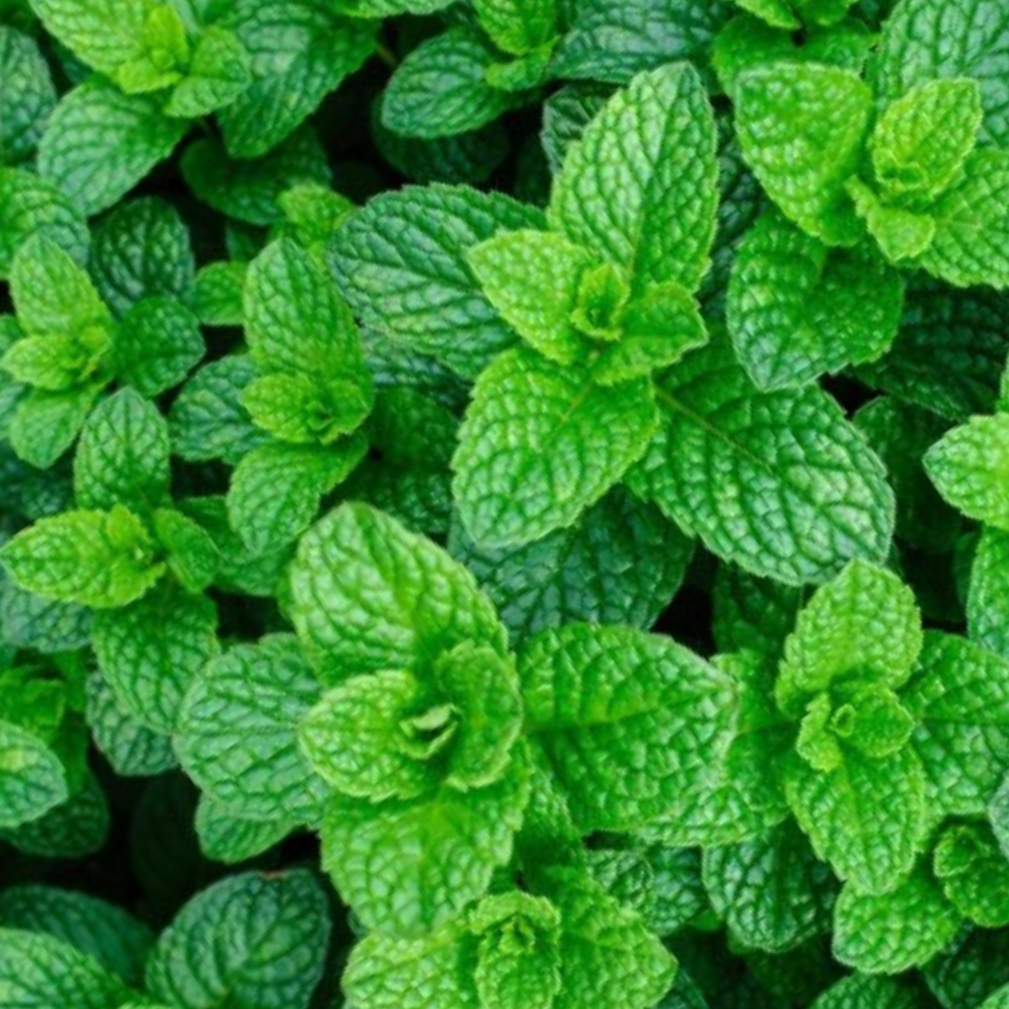 Garden Mint Seeds - 400 Fresh Herb Seeds