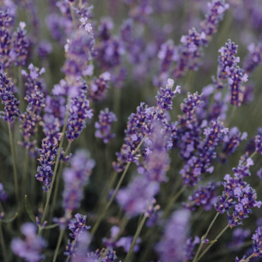 Lavender Vera 300 Seeds