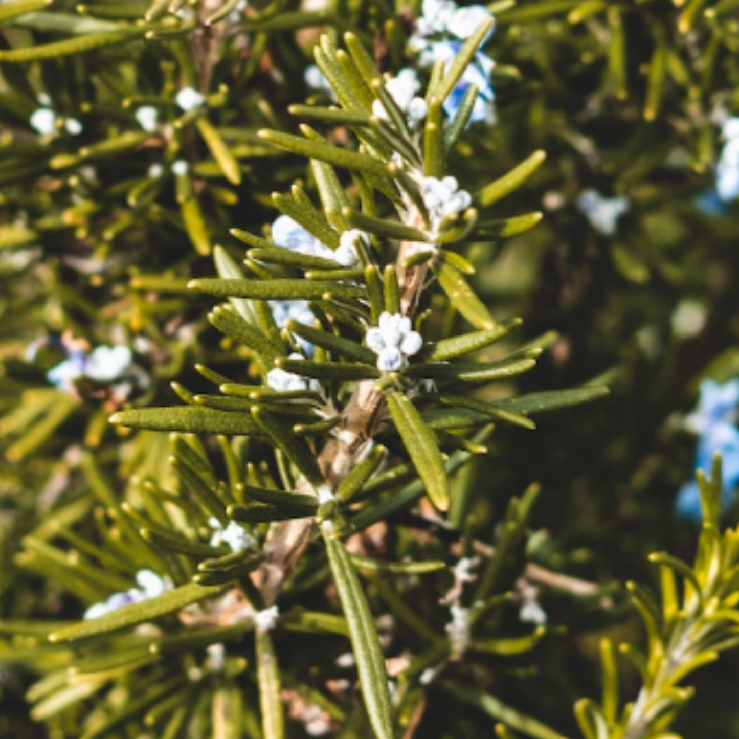 Rosemary 50 Seeds
