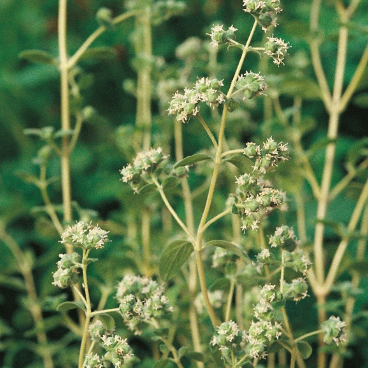 Marjoram Sweet 400 Seeds