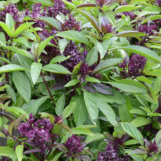 Thai Basil Seeds - 130 Fresh Siam Queen Basil Herb Seeds
