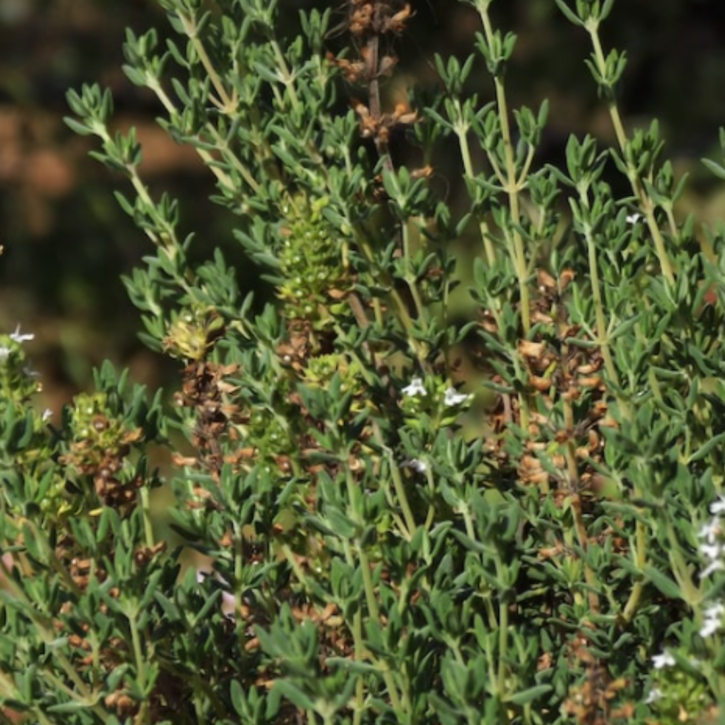 Thyme 450 Seeds