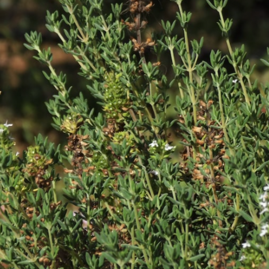 Thyme 450 Seeds
