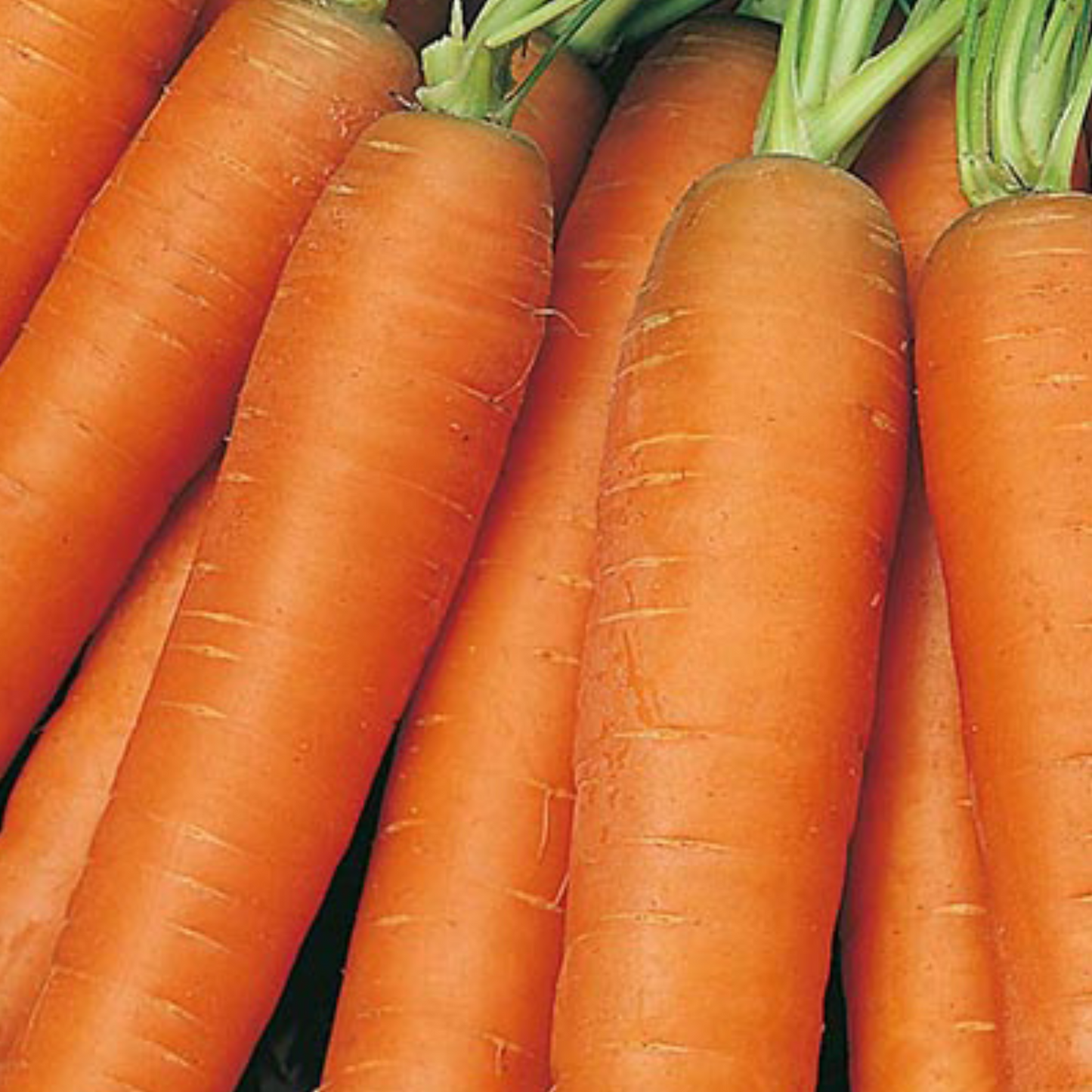 Organic Carrot Early Nantes 1000 Seeds