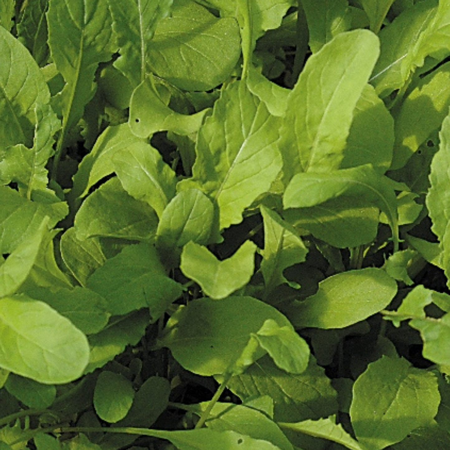 Rocket Salad 1000 Seeds