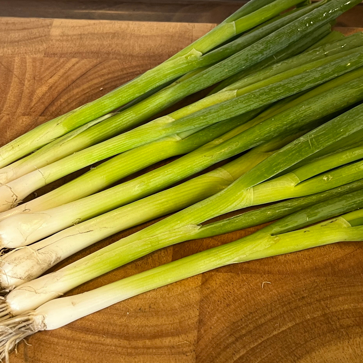 Spring Onion Long White Ishikura 500 Seeds