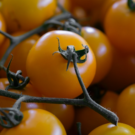 Yellow Tomato Seeds Golden Sunrise - 20 Fresh Vegetable Seeds for Growing UK