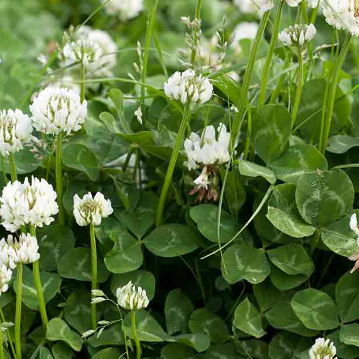 White Clover Green Manure Seeds - 500g