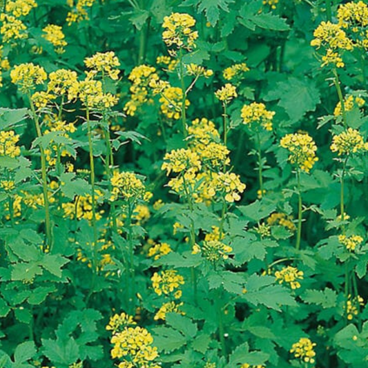 White Mustard Green Manure Seeds - 1kg