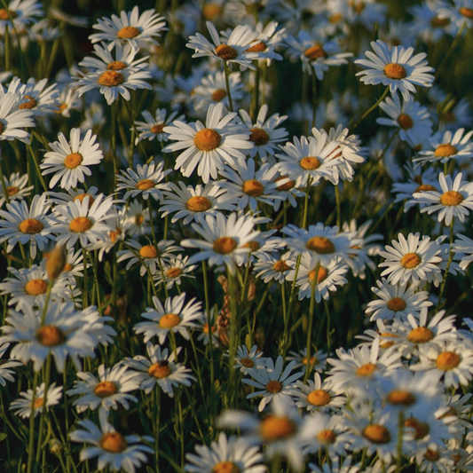 Wild Chamomile Seeds - 1000 Native UK Wild Flower Seeds for Attracting Birds, Bees, Wildlife, Pollinators, Suitable for Planting and Growing Outdoors in Meadows, Fields, Gardens and Borders - Packed in The UK by Meldon Seeds