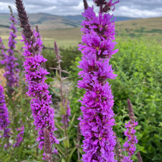 Purple Loosestrife Seeds - 1000 Native UK Wild Flower Seeds for Attracting Birds, Bees, Wildlife, Pollinators, Suitable for Planting and Growing Outdoors in Meadows, Fields, Gardens and Borders - Packed in The UK by Meldon Seeds