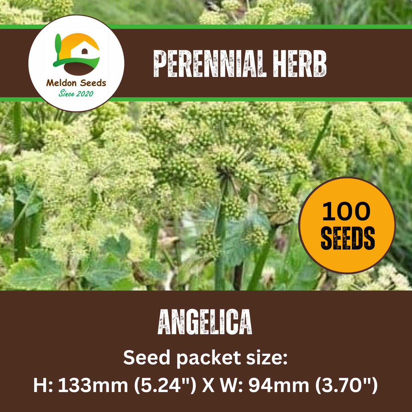 Angelica 100 Seeds