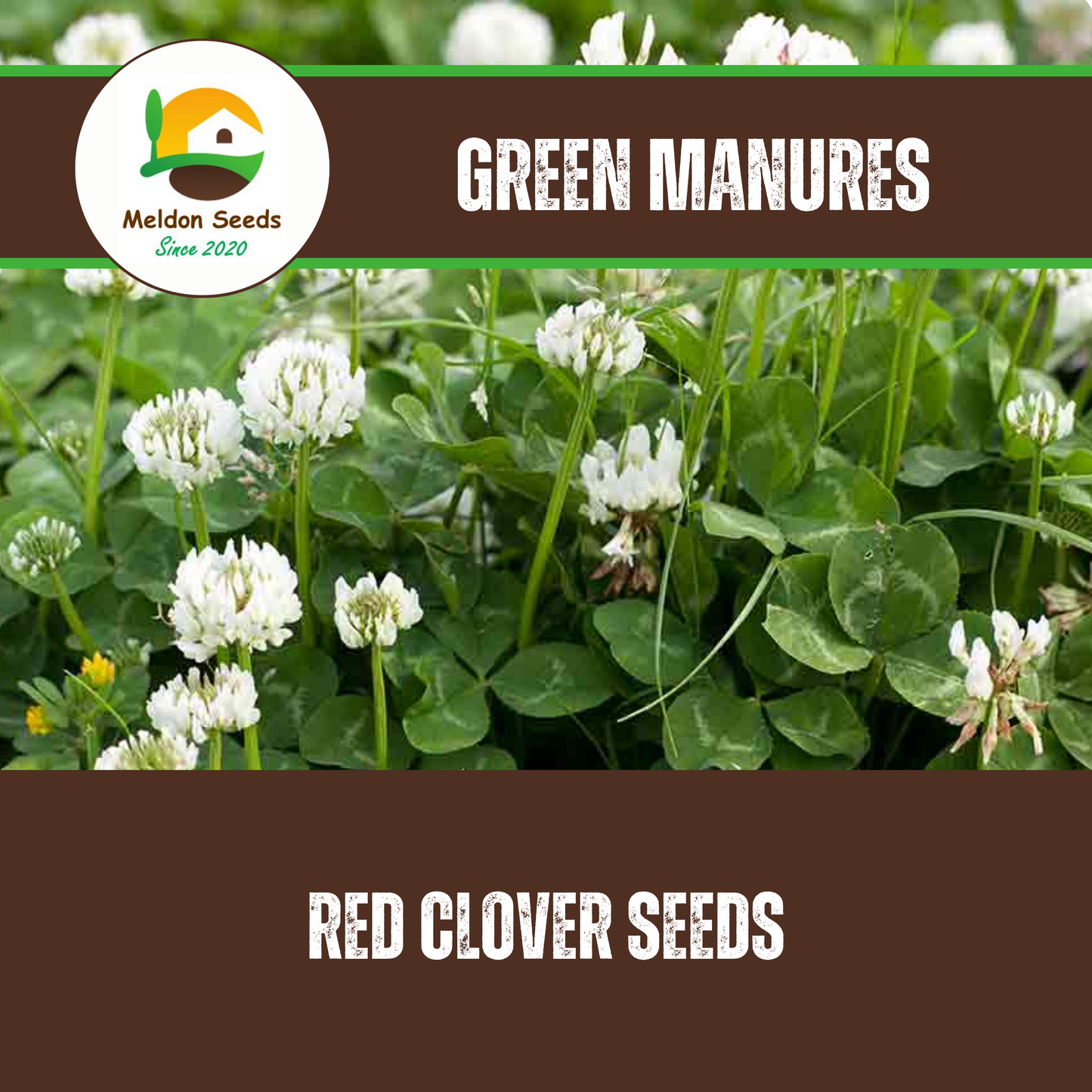 White Clover Green Manure Seeds - 500g