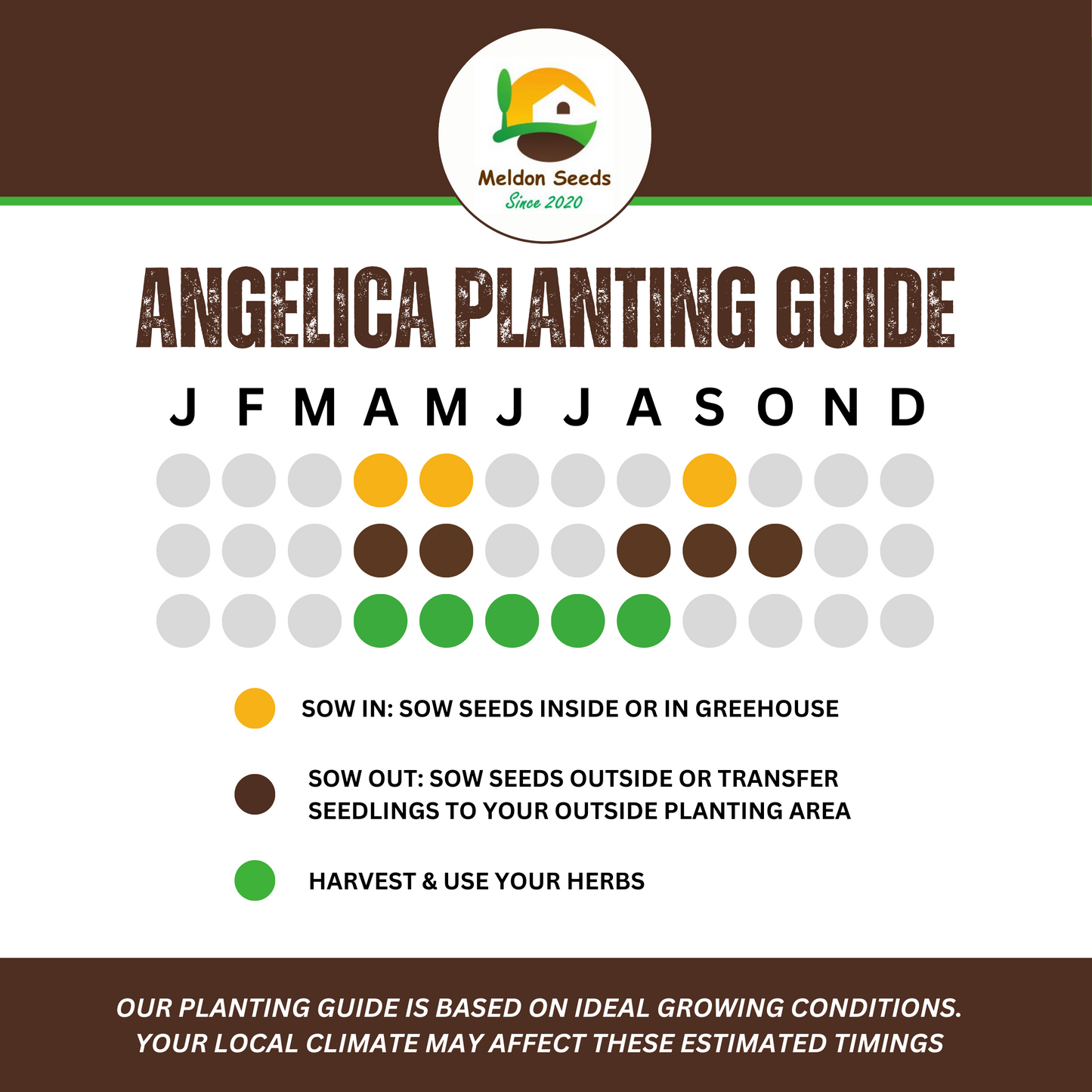 Angelica 100 Seeds