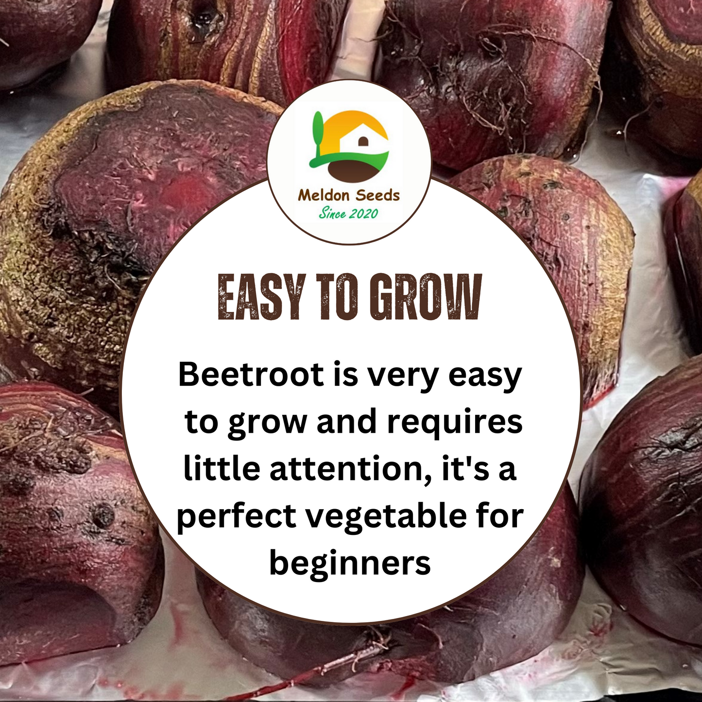 Beetroot Detroit 200 Seeds by Meldon Seeds