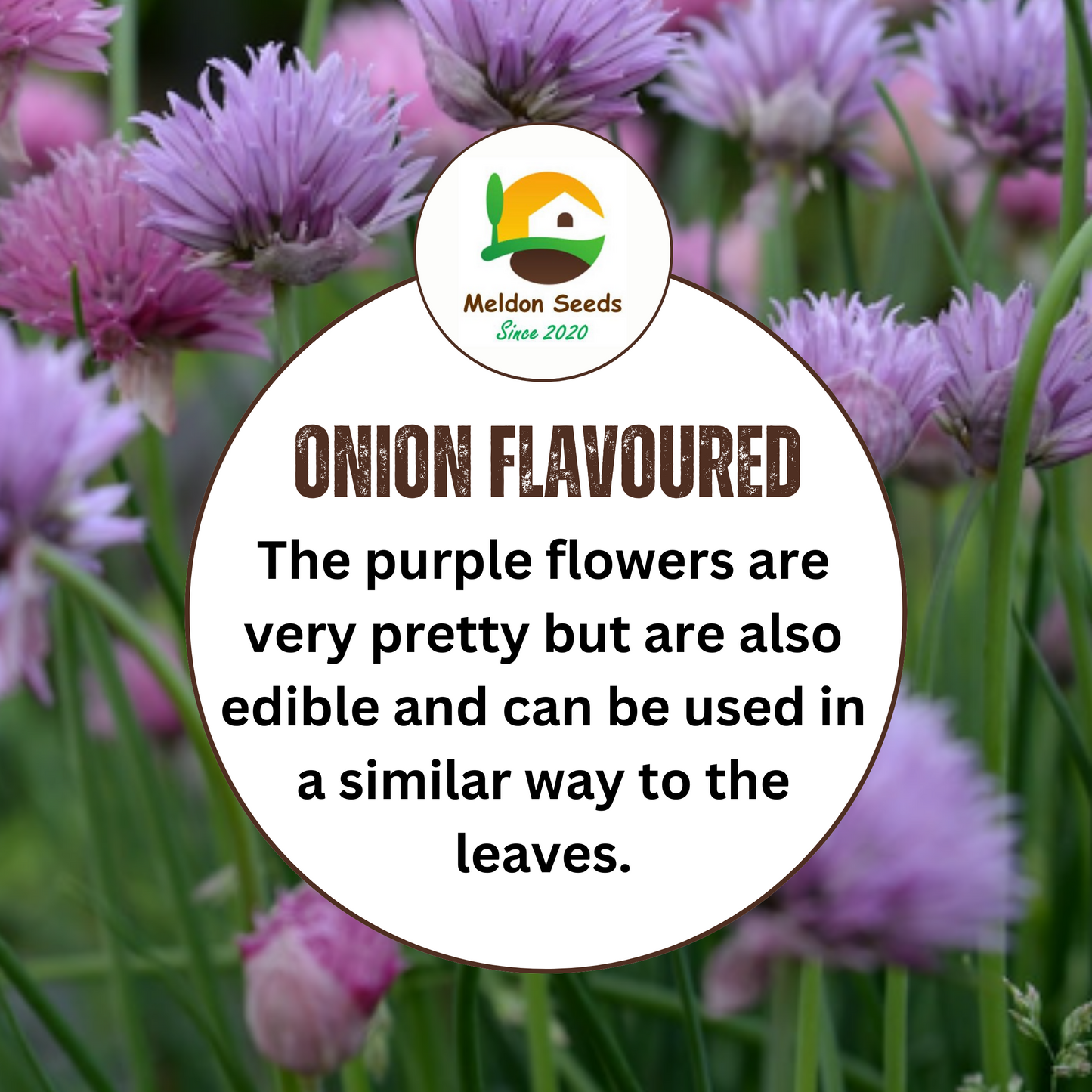 Chives 300 Seeds