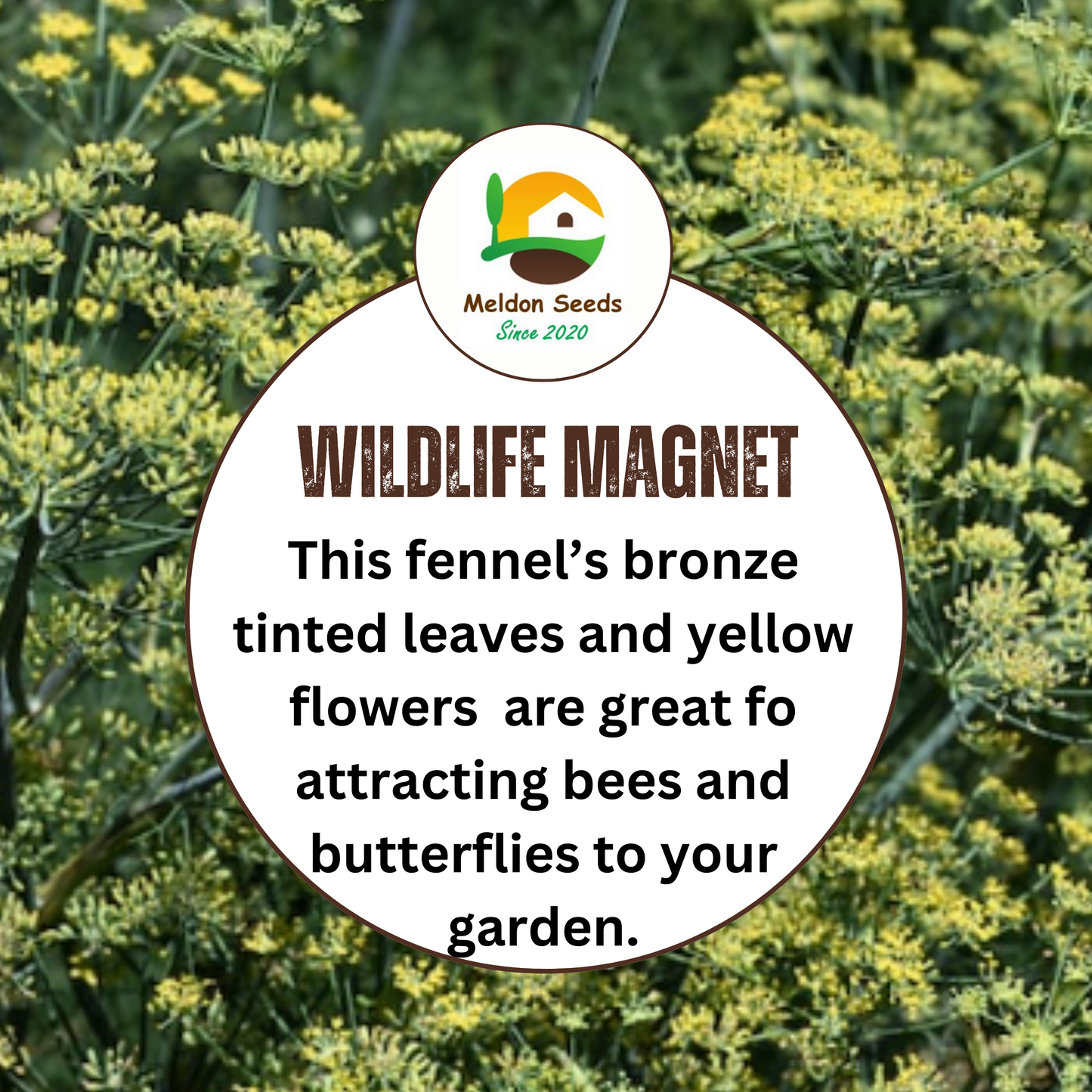 Fennel Bronze 50 Seeds