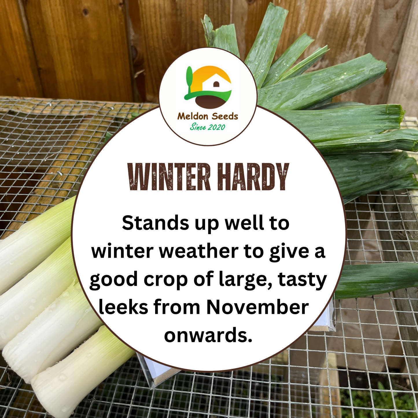 Leek Musselburgh 300 Seeds