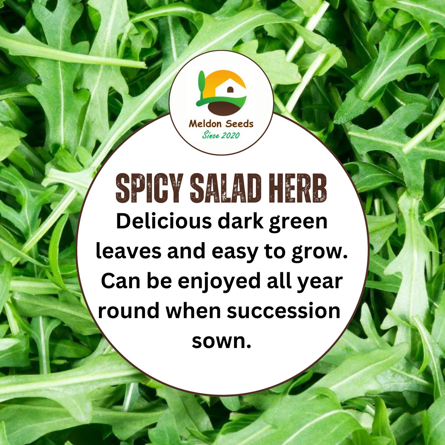 Wild Rocket 500 Seeds