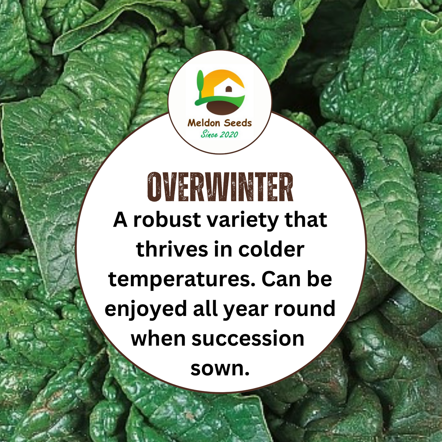 Giant Winter Spinach 150 Seeds