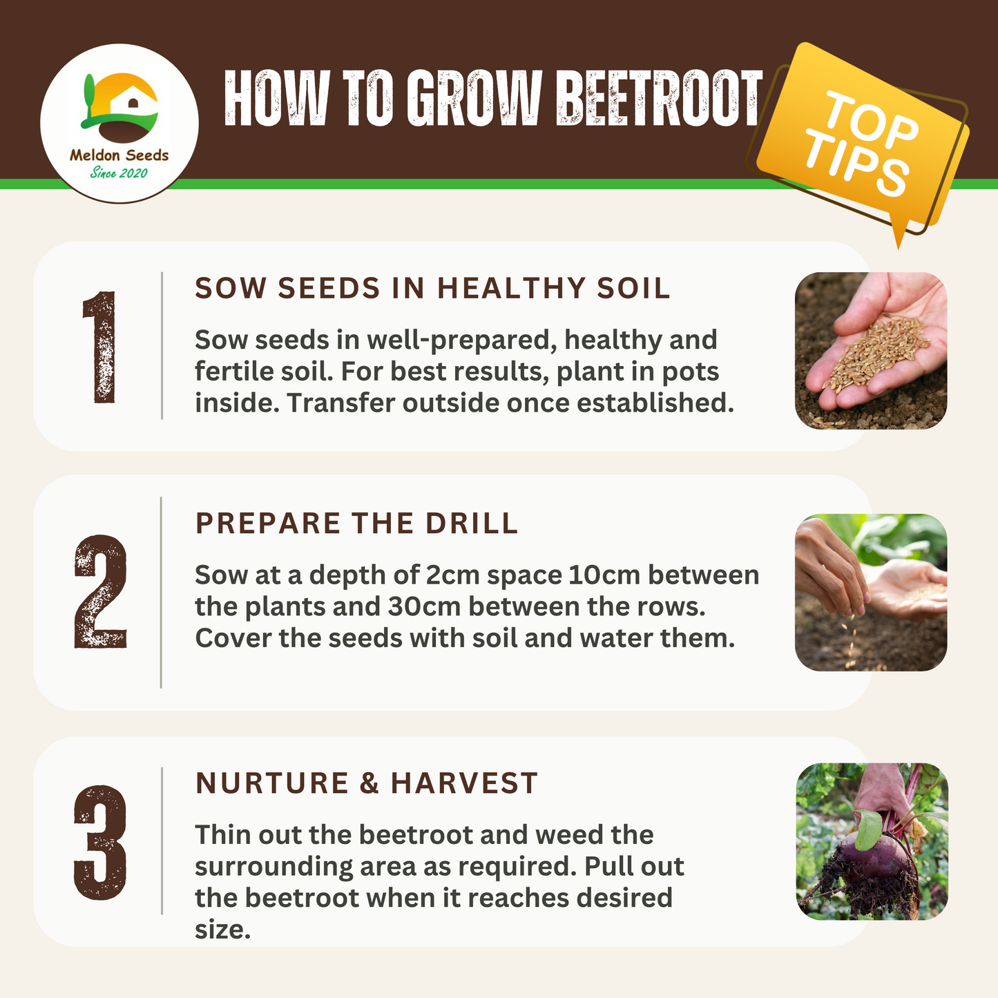 Beetroot Seeds - 200 Bona Beetroot Seeds – Plant and Grow Your Own Vegetables for Gardens, Pots & Allotments – Suitable for Indoor & Outdoor Planting – Packed in The UK by Meldon Seeds