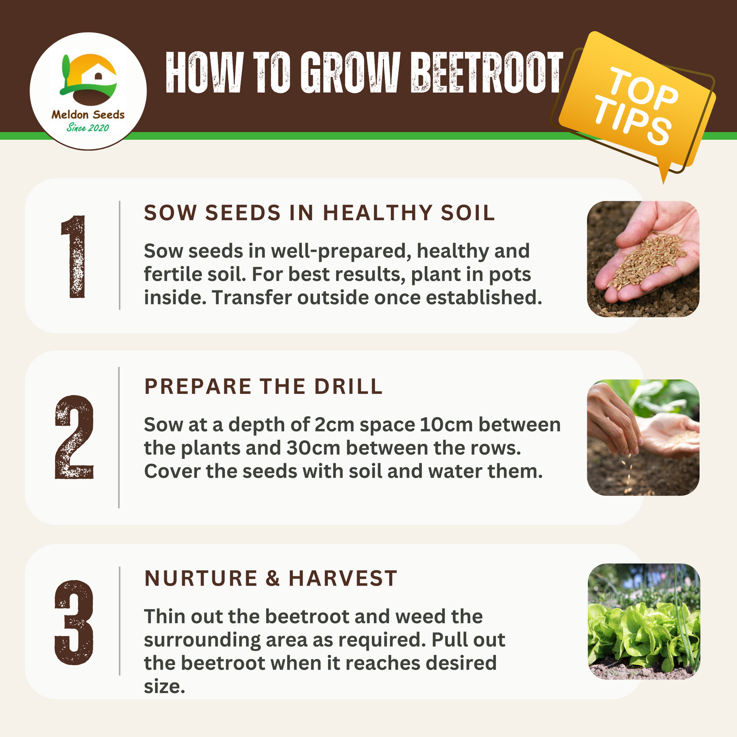 Beetroot Detroit 200 Seeds by Meldon Seeds